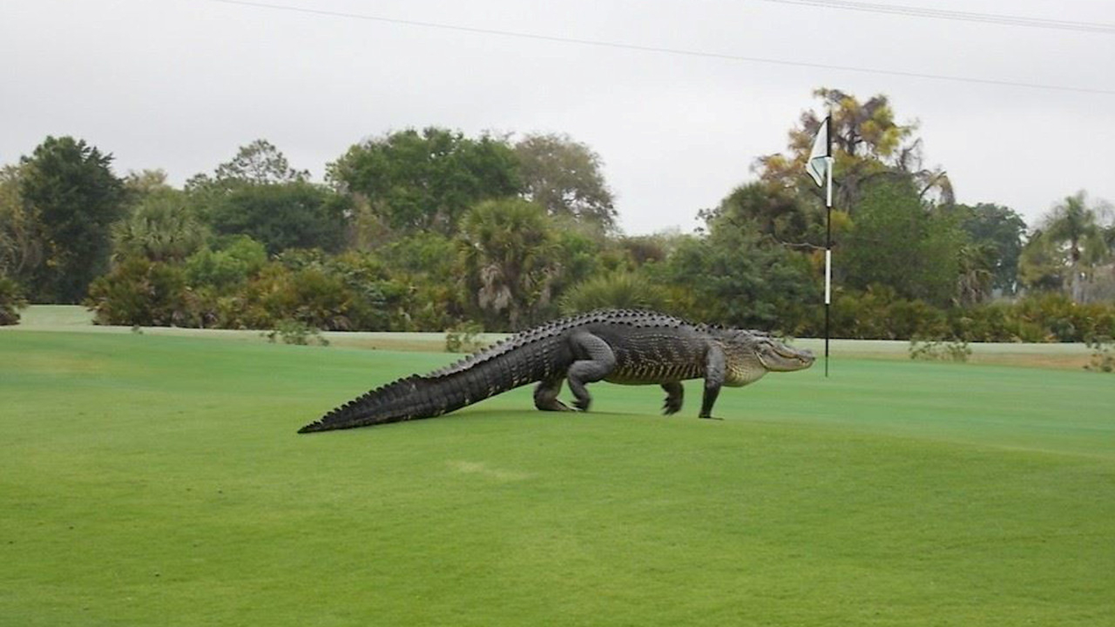 Giant Alligator on Florida Golf Course Raises Questions About Wild Habitats