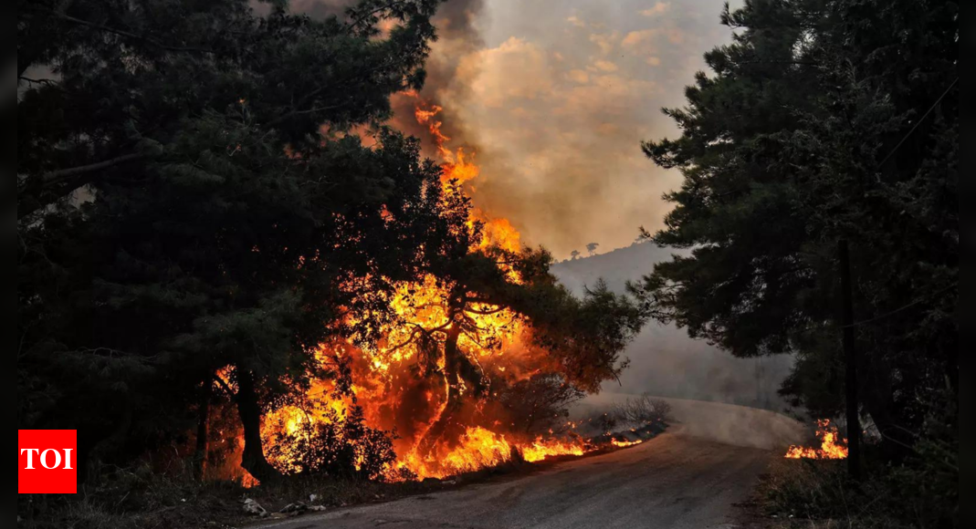 Syrias Deadly Justice: 24 Executed in Wildfire Tragedy