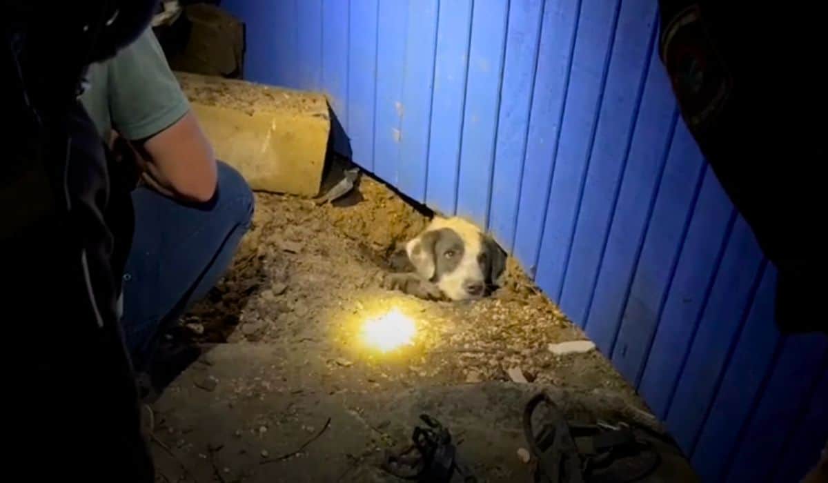 News Crew’s Compassionate Hands Rescue Pup in Texas Tornado Ruins