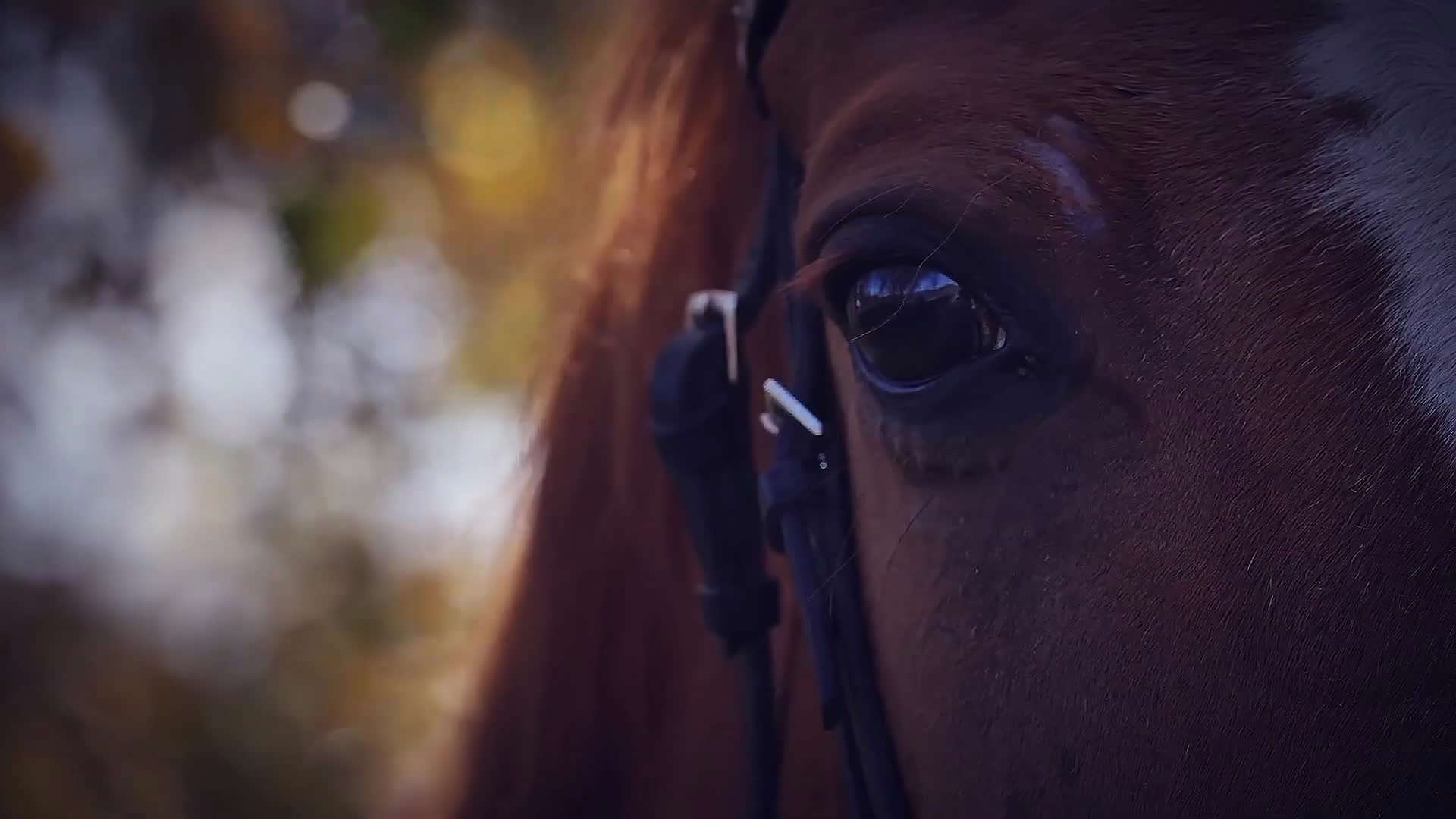 Freed Horse Disrupts Flight, Exposes Systemic Issues