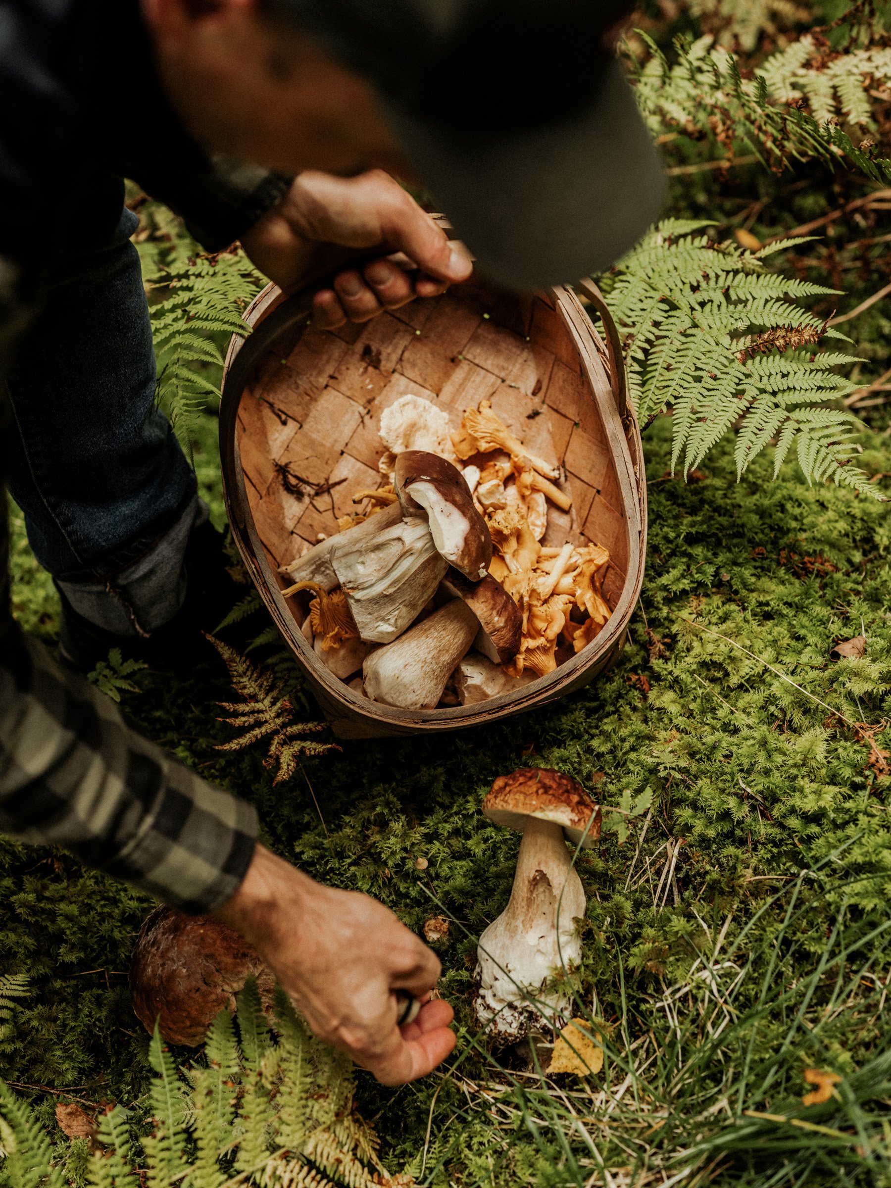 Family Falls Ill After Foraging for Mushrooms in the Woods